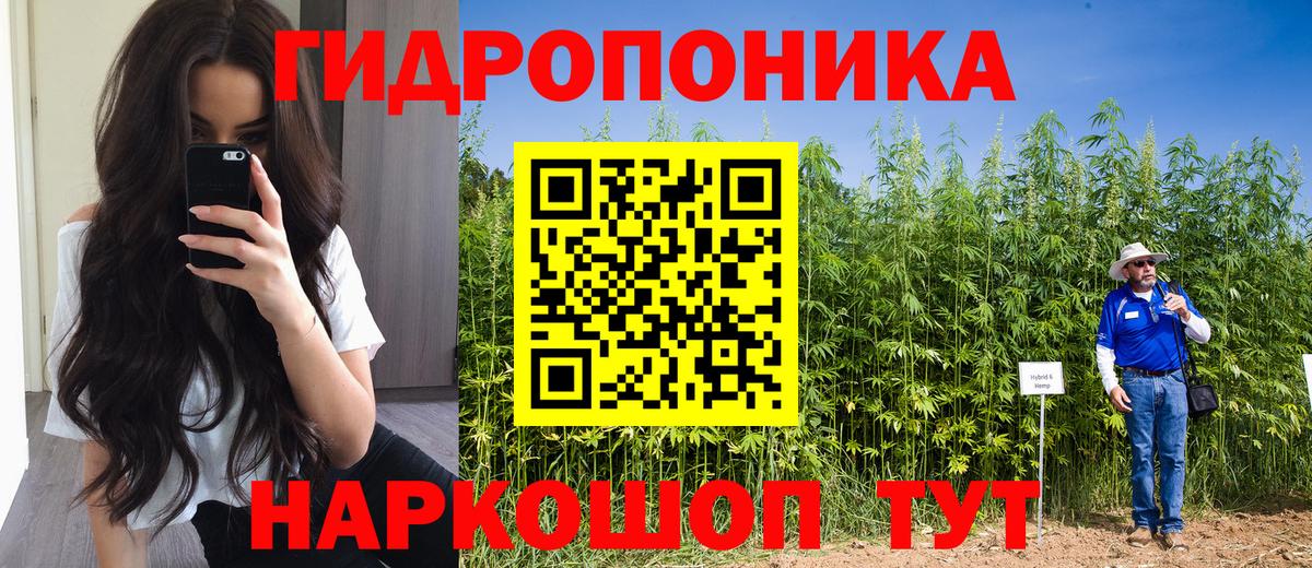 Бошки Шишки индика Кимовск